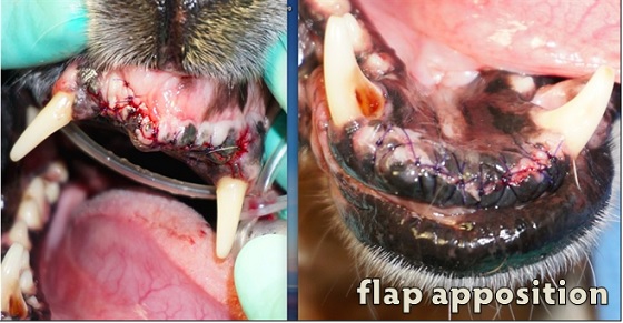 VTS Xenograft Orthomix Dental Extraction Flap Apposition