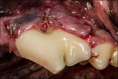 VTS Allograft Mini Block Guided Tissue Regeneration Dental Closure