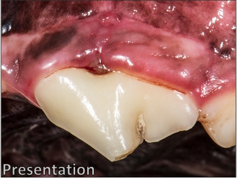 VTS Allograft Mini Block Guided Tissue Regeneration Dental Presentation