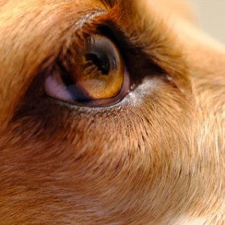 Canine-Ocular3