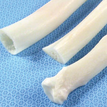 <b>SHAFT SECTION</b><br/>Metatarsal / Metacarpal <br>(Frozen)<br/><em>Custom product, VTS will contact you after ordering</em>