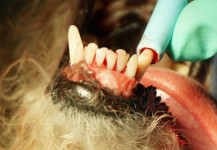 Fascia Membrane Tucked in Place Over Periomix® on Mandible