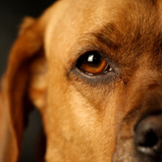 Canine-Ocular